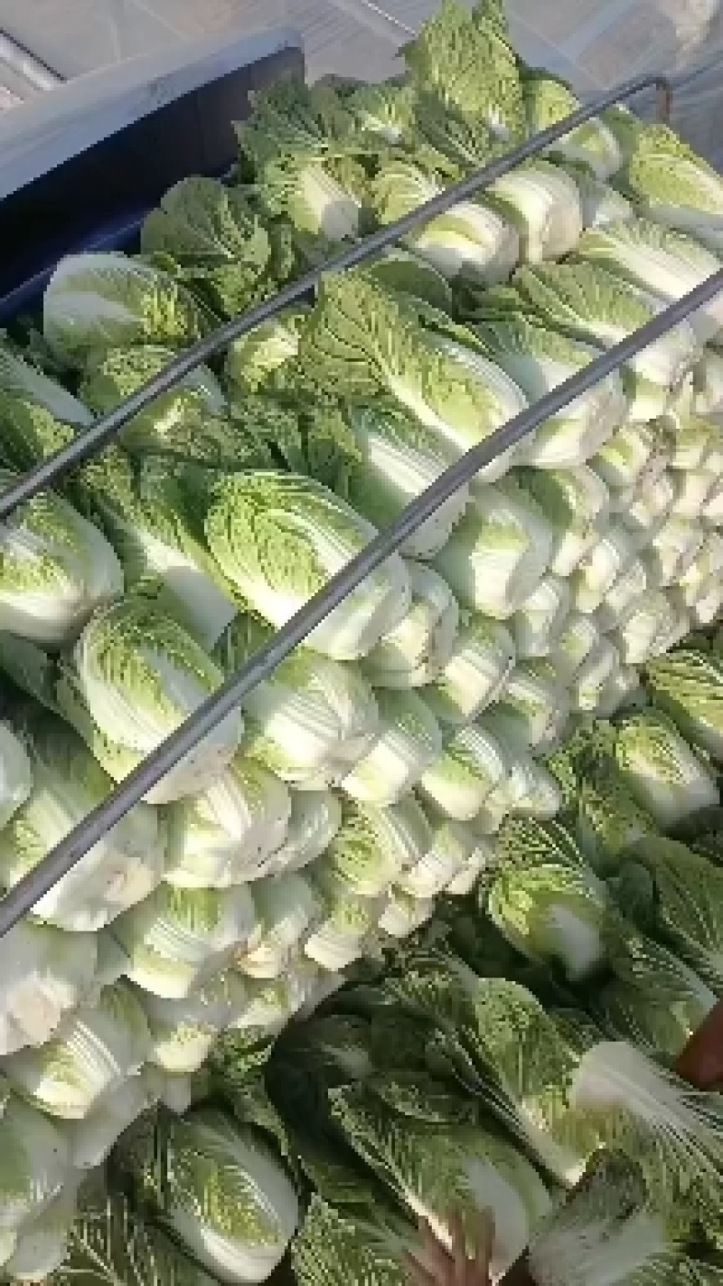 河南内黄县黄心大白菜大量上市中