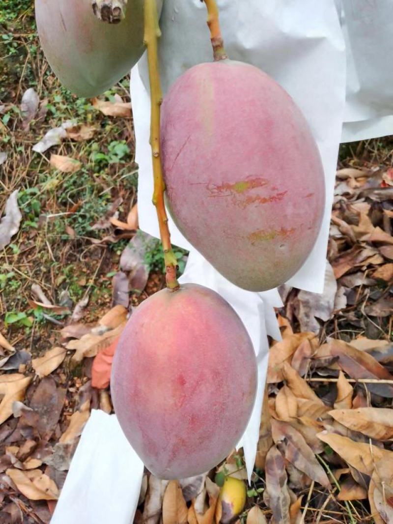 2025年凯特芒果品质保证量大从优欢迎进店选购