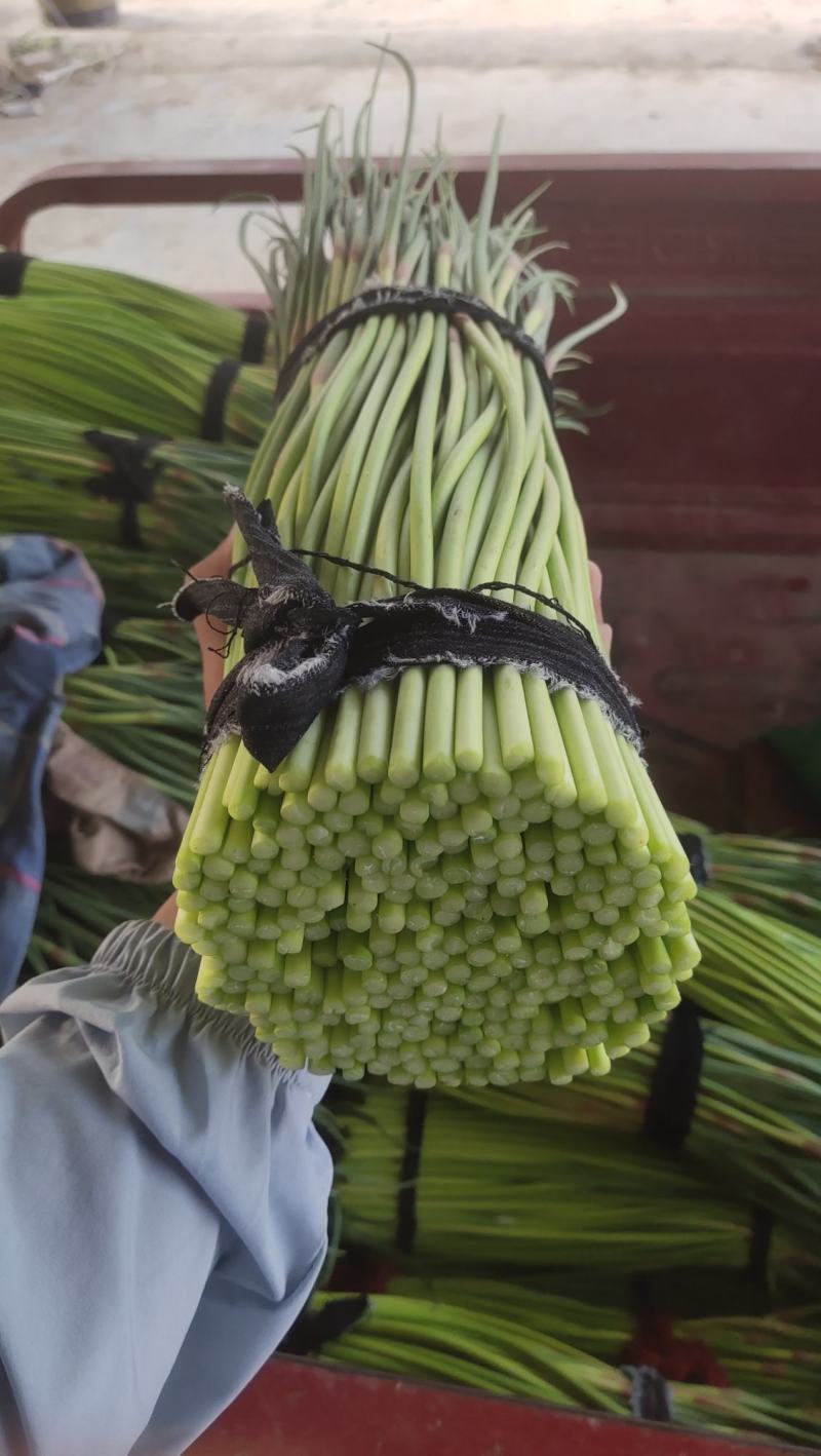河南精品蒜苔大量供货，价格便宜供货两大一手货源