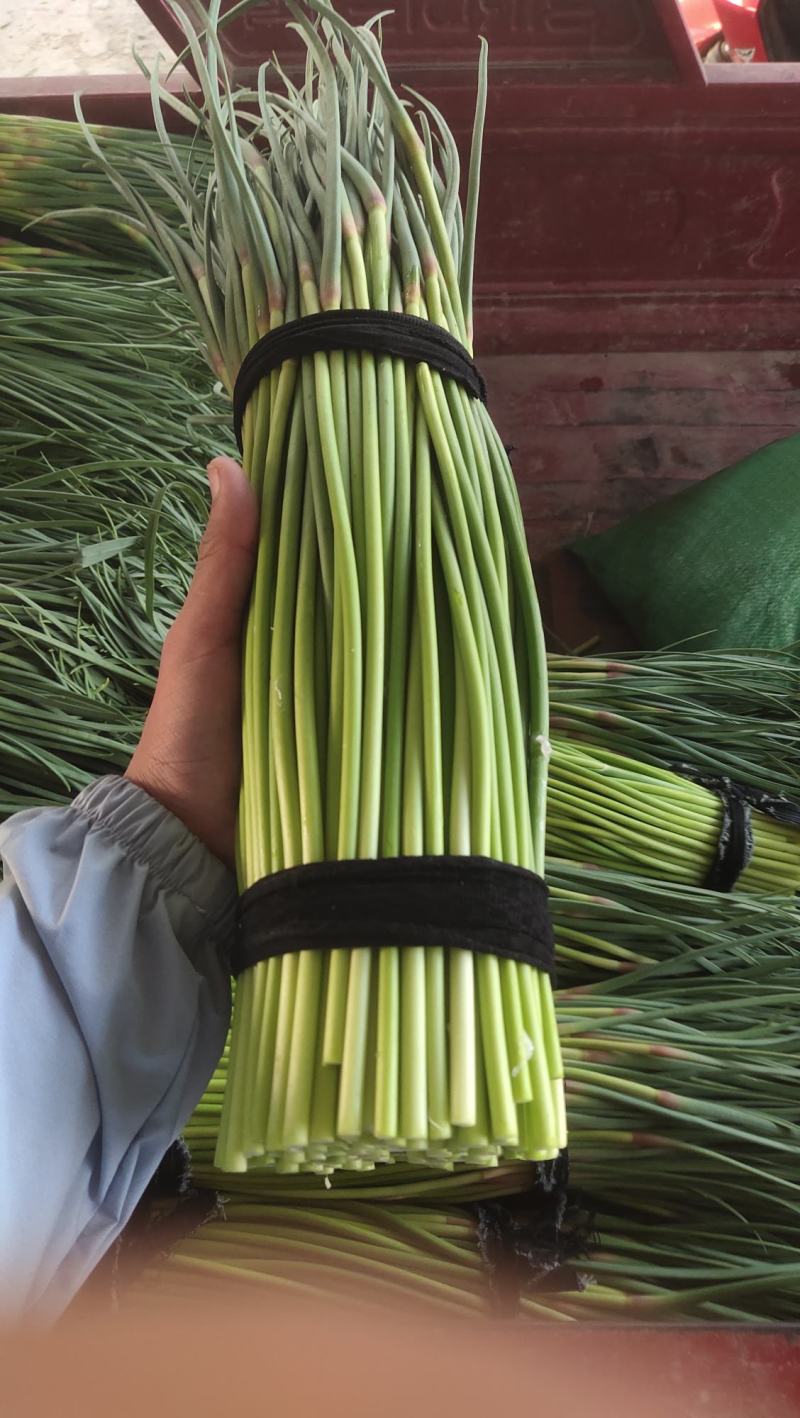 河南精品蒜苔大量供货，价格便宜供货两大一手货源