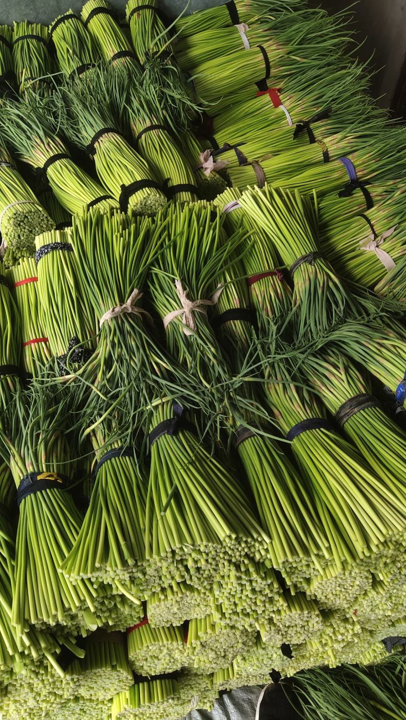 河南精品蒜苔大量供货，价格便宜供货两大一手货源