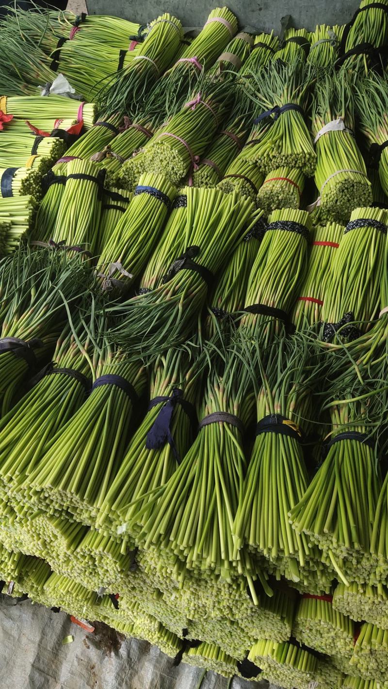 河南精品蒜苔大量供货，价格便宜供货两大一手货源