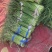 河南精品蒜苔大量供货，价格便宜供货两大一手货源