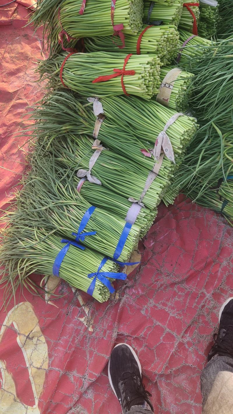 河南精品蒜苔大量供货，价格便宜供货两大一手货源