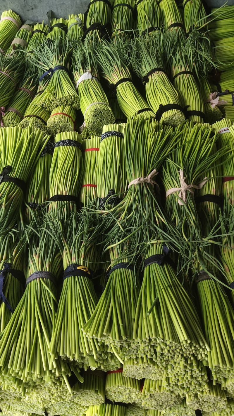 河南精品蒜苔大量供货，价格便宜供货两大一手货源