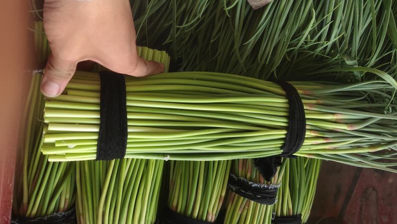 河南精品蒜苔大量供货，价格便宜供货两大一手货源