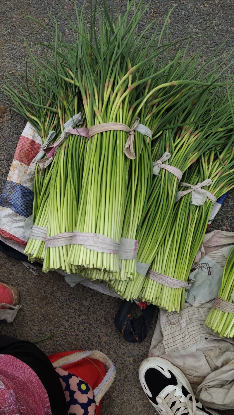 河南精品蒜苔大量供货，价格便宜供货两大一手货源
