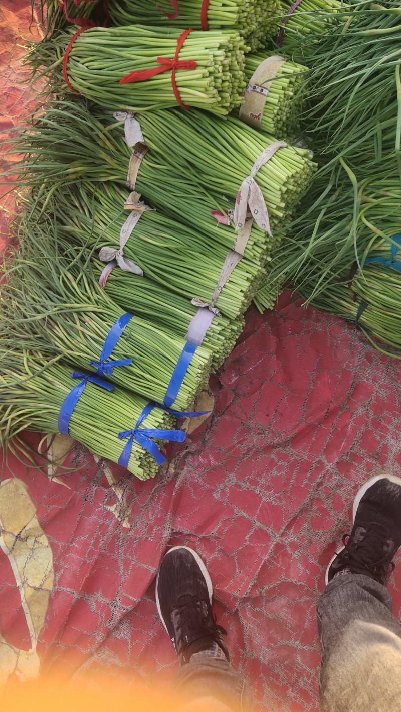 河南精品蒜苔大量供货，价格便宜供货两大一手货源