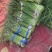 河南精品蒜苔大量供货，价格便宜供货两大一手货源