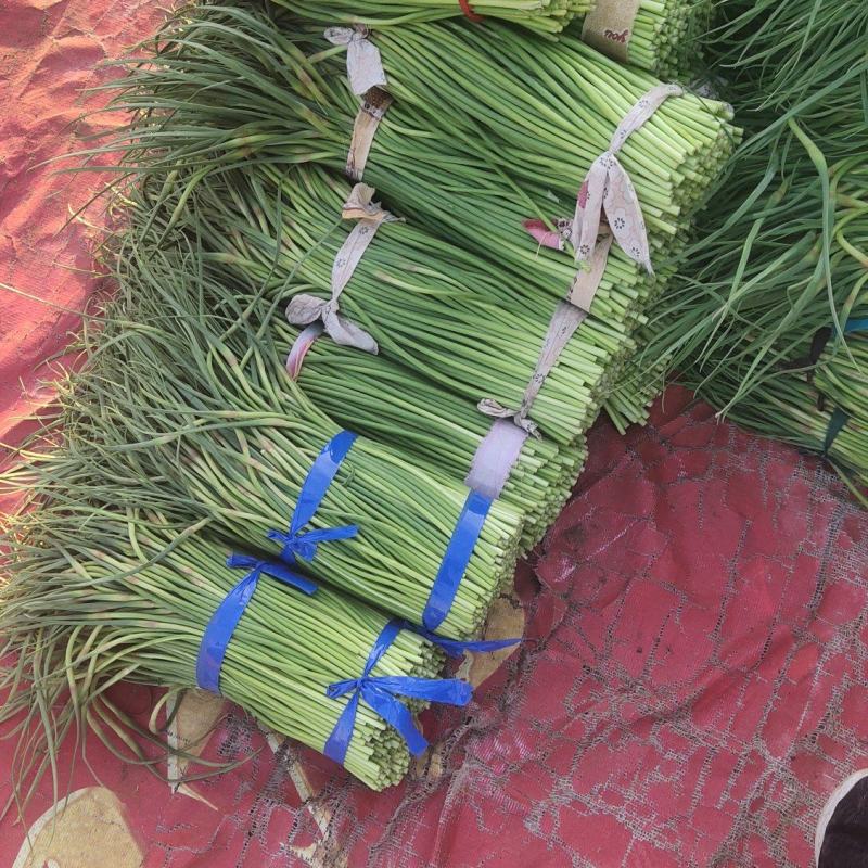 河南精品蒜苔大量供货，价格便宜供货两大一手货源