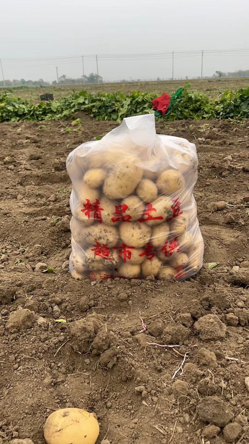 四川土豆来事了