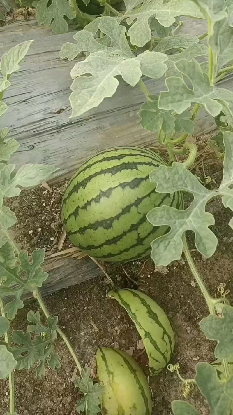 全网优质西瓜电商供货