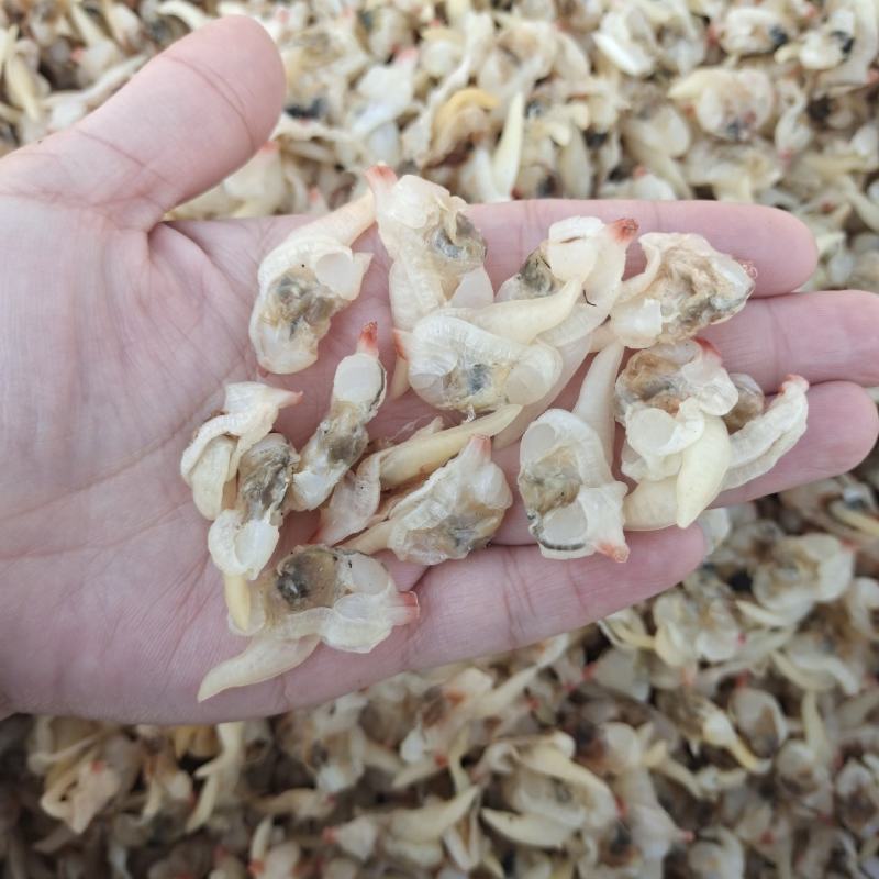 蛤蜊优质蛤蜊肉贝丁肉干度好产地直发货源充足