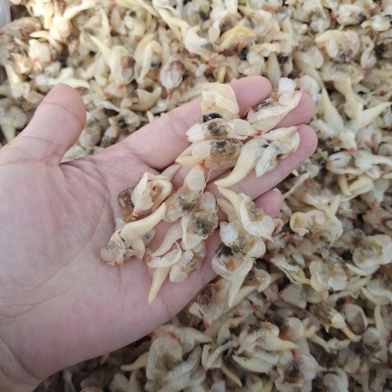 蛤蜊肉贝丁肉淡干干度很好保质保量大量供货滨州水产