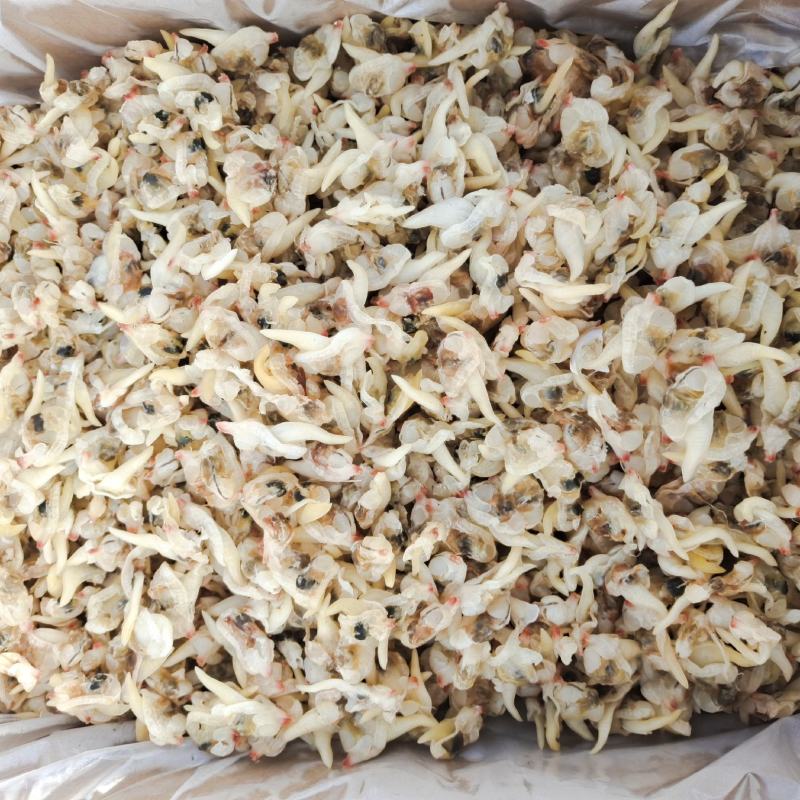 蛤蜊优质蛤蜊肉贝丁肉干度好产地直发货源充足