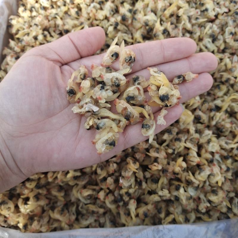 蛤蜊优质蛤蜊肉贝丁肉干度好产地直发货源充足