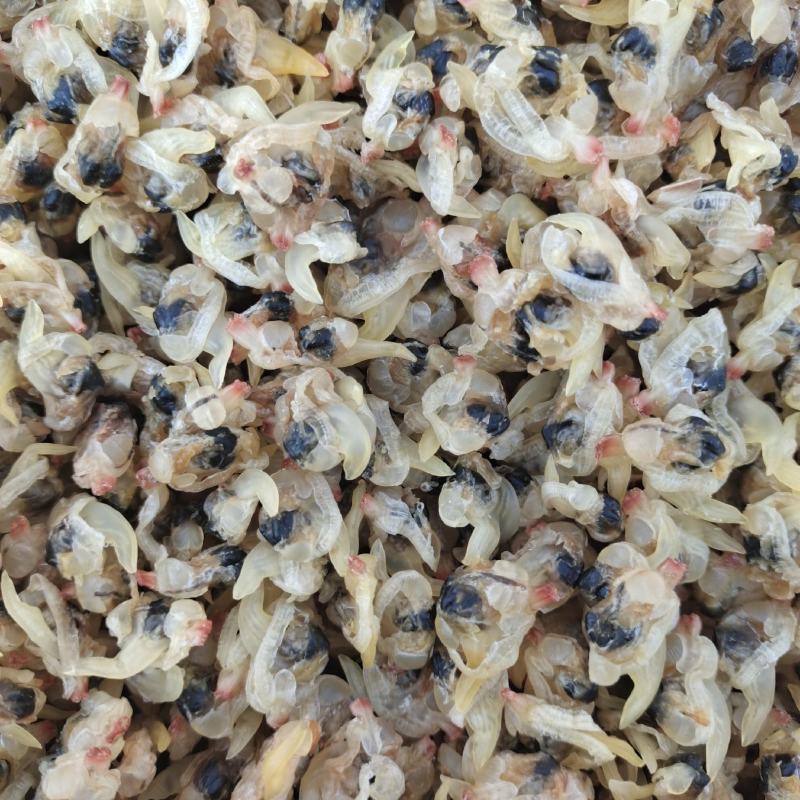 蛤蜊优质蛤蜊肉贝丁肉干度好产地直发货源充足
