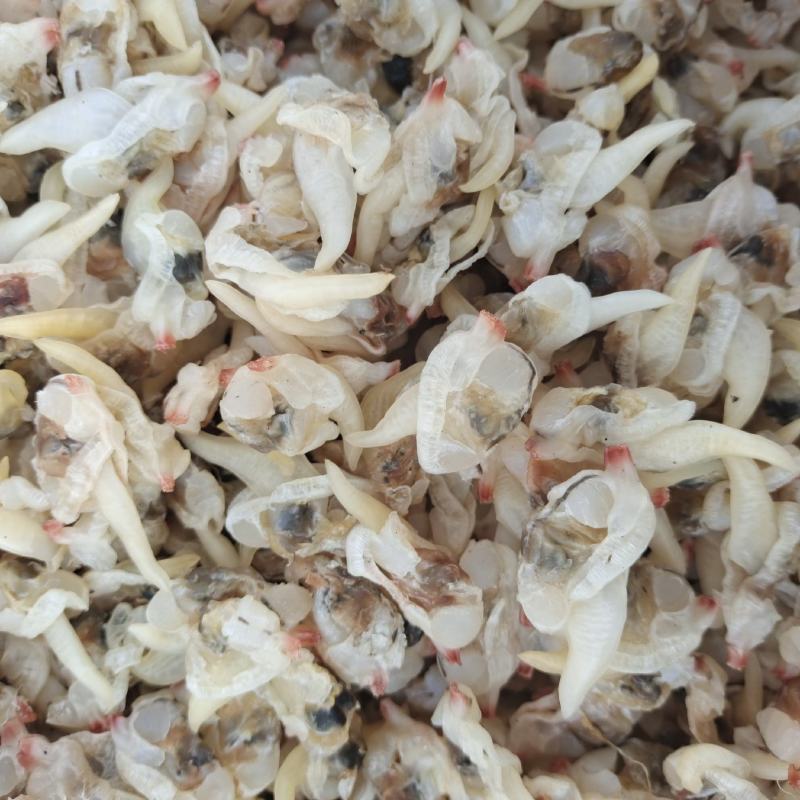 蛤蜊优质蛤蜊肉贝丁肉干度好产地直发货源充足