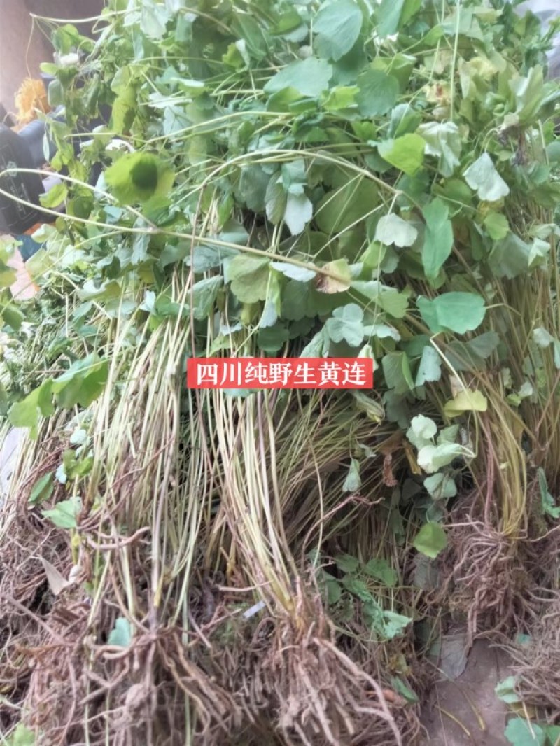 岩黄莲。岩黄莲干货