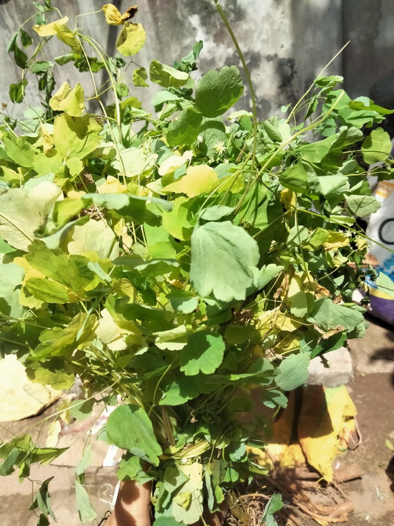 岩黄莲。岩黄莲干货