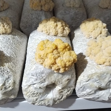 金耳菌