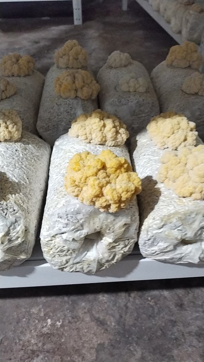 金耳菌
