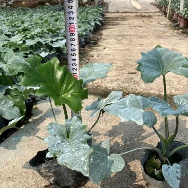 春羽春雨绿化盆栽工程适用基地直发