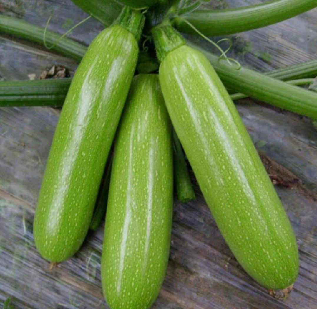 新鲜的西葫芦实物图,绿色外皮光滑,切开后可见白色果肉和少量种子 西葫芦实物图