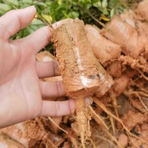 广西灵山中药材小叶牛大力种苗批发