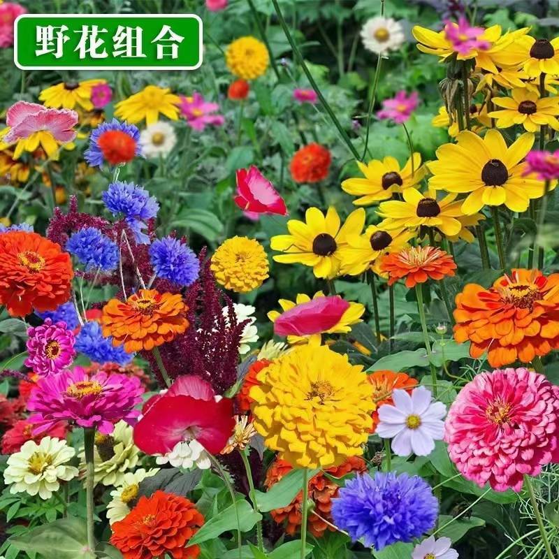 多年生花卉组合种子耐寒耐热四季开花野花组合播种简单易管理