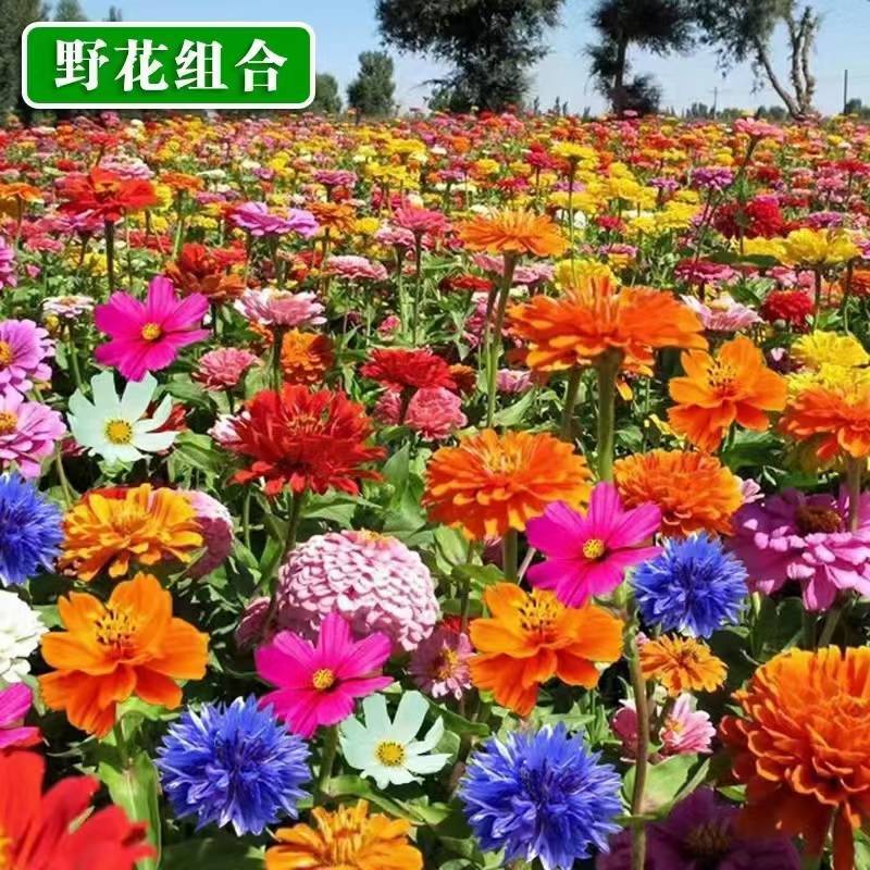 多年生花卉组合种子耐寒耐热四季开花野花组合播种简单易管理