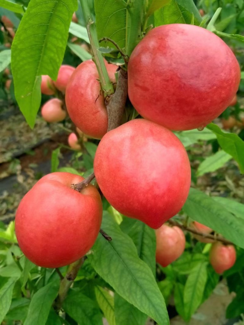 中油4号黄油桃大量有货，现货供应中