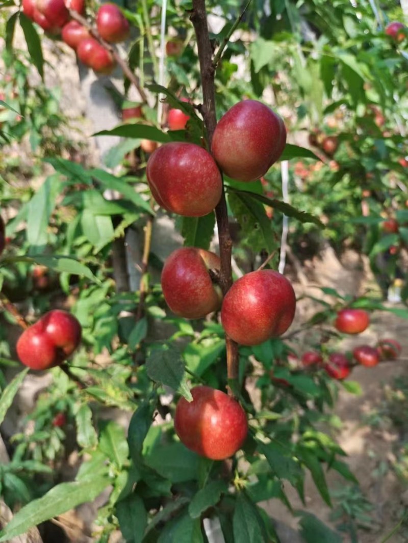 中油4号黄油桃大量有货，现货供应中