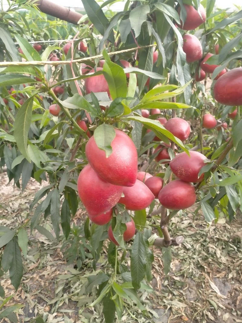中油4号黄油桃大量有货，现货供应中