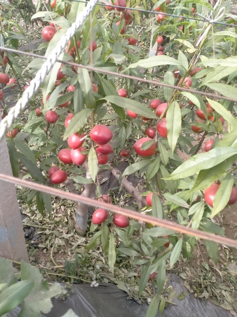 中油4号黄油桃大量有货，现货供应中