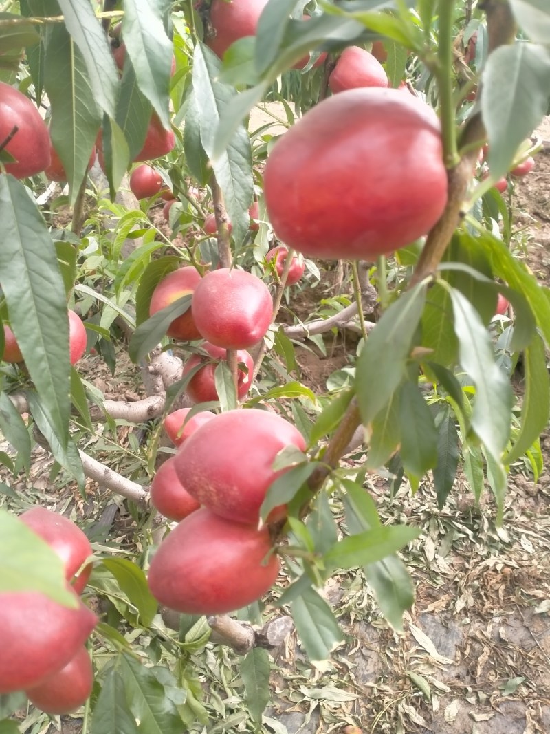 中油4号黄油桃大量有货，现货供应中