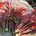 香椿种子红油香椿种子香椿净籽发芽率高香椿芽菜四季播种简单