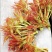 香椿种子红油香椿种子香椿净籽发芽率高香椿芽菜四季播种简单