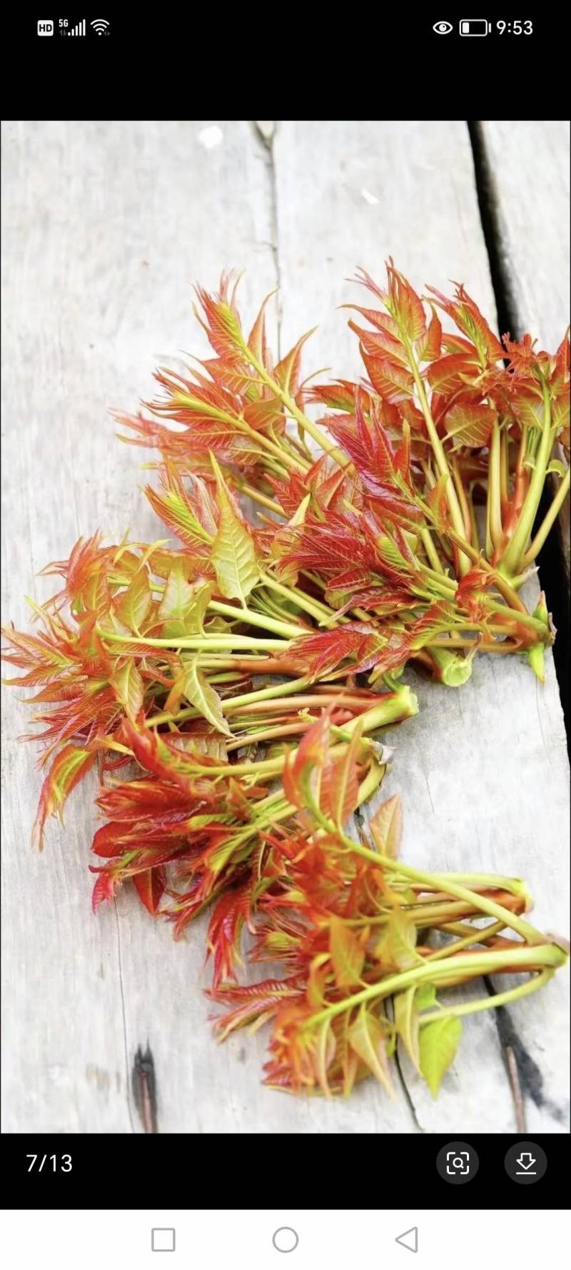 香椿种子红油香椿种子香椿净籽发芽率高香椿芽菜四季播种简单