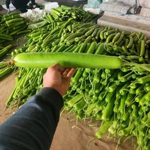 新藤瓠瓜，蒲瓜（30-40cm），品质保证，物流方便