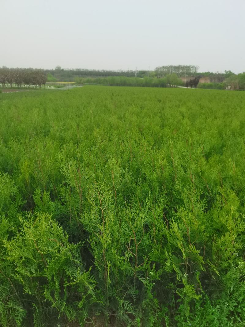 主营侧柏基地直发货源充足好成活可视频看货