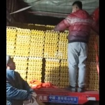 红壳鸡蛋（干净新鲜，无中间商）大中小码，规格全，价格优