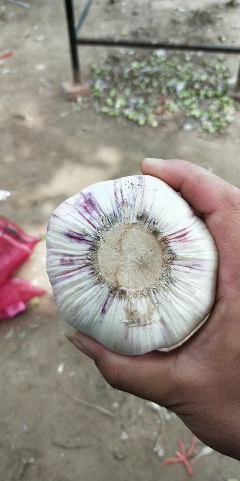 【精选】河南周口万亩基地大蒜，扒皮蒜，把子蒜，鲜蒜，干蒜