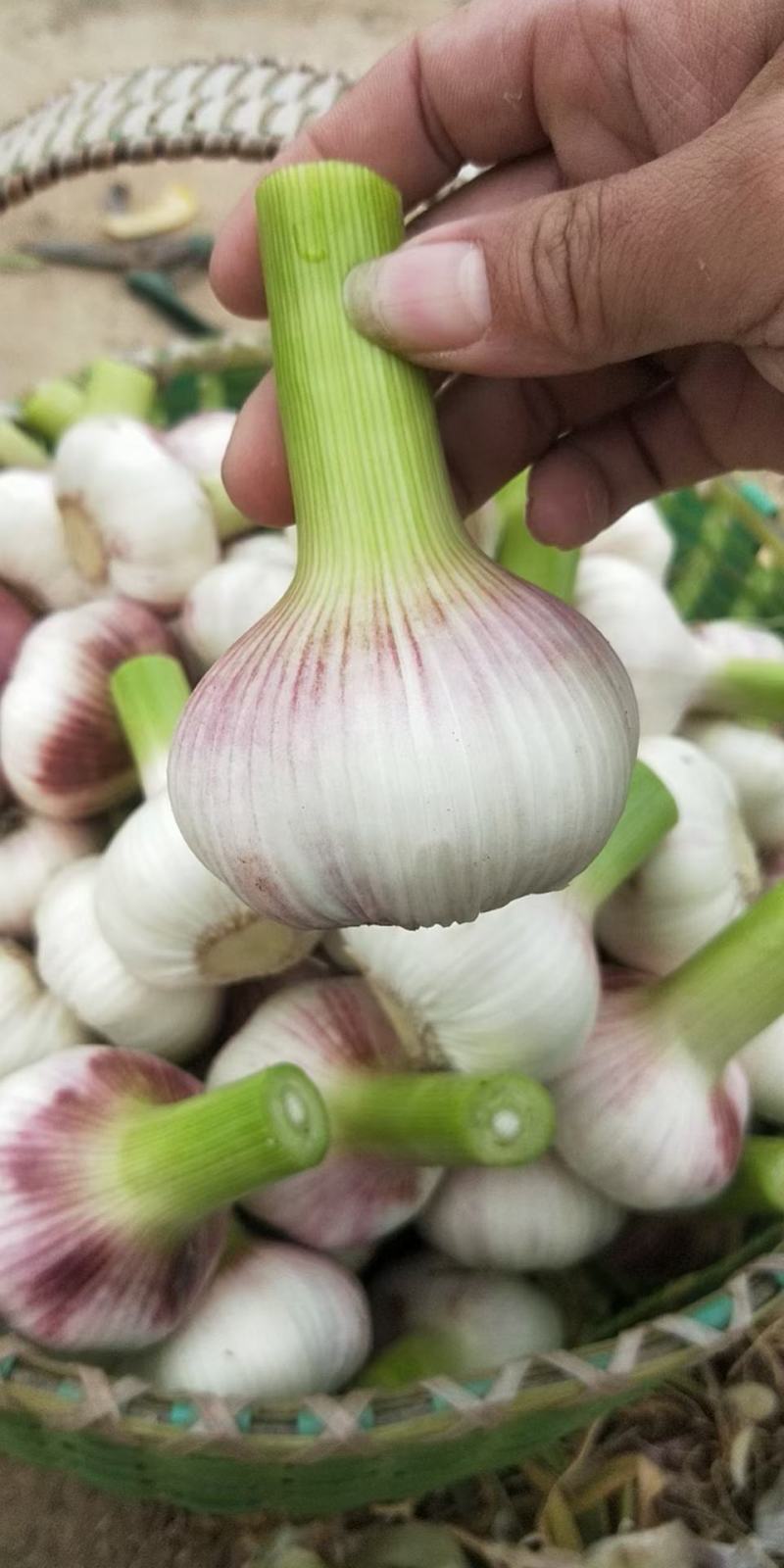 【精选】河南周口万亩基地大蒜，扒皮蒜，把子蒜，鲜蒜，干蒜