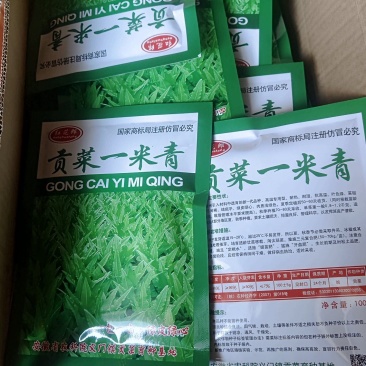 贡菜种子安徽省农科院种子绿皮绿心放心购买技术指导成品回收