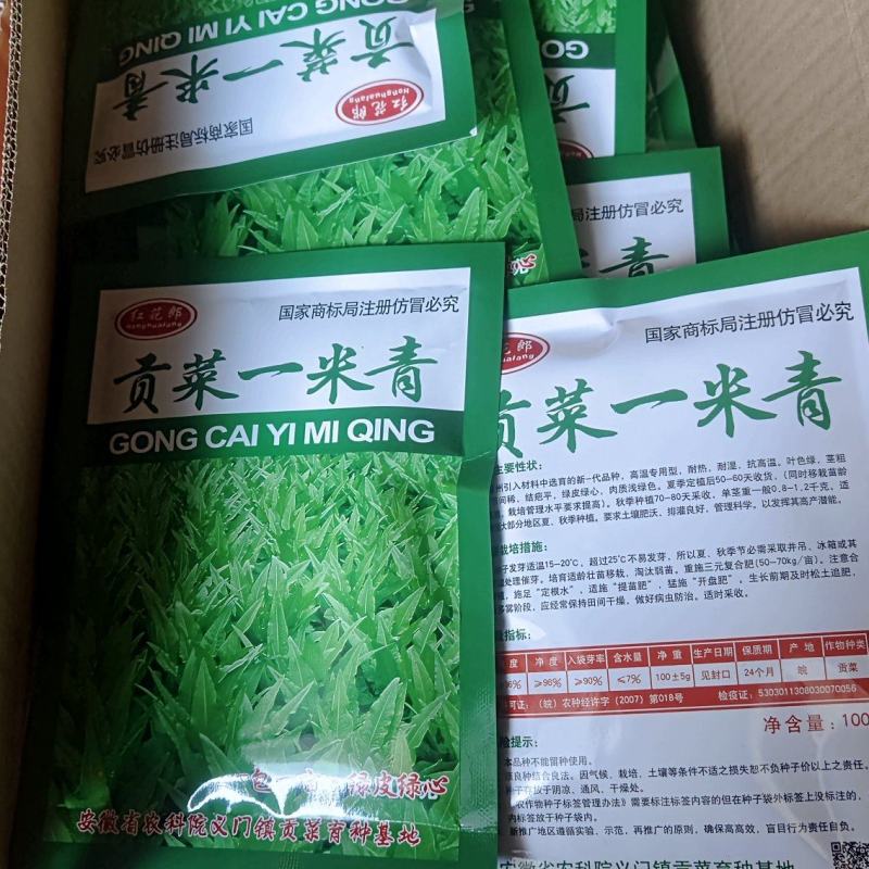 贡菜种子安徽省农科院种子绿皮绿心放心购买技术指导成品回收