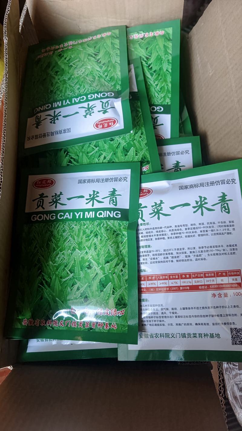 贡菜种子安徽省农科院种子绿皮绿心放心购买技术指导成品回收
