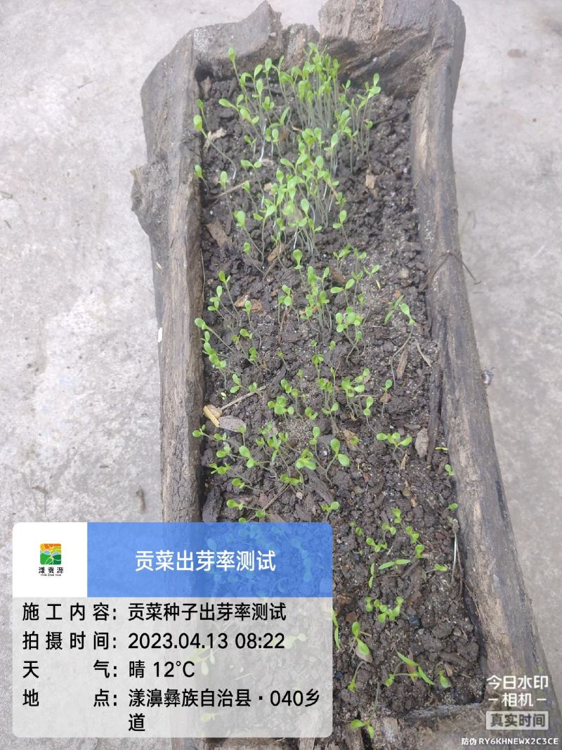 贡菜种子安徽省农科院种子绿皮绿心放心购买技术指导成品回收