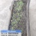 贡菜种子安徽省农科院种子绿皮绿心放心购买技术指导成品回收