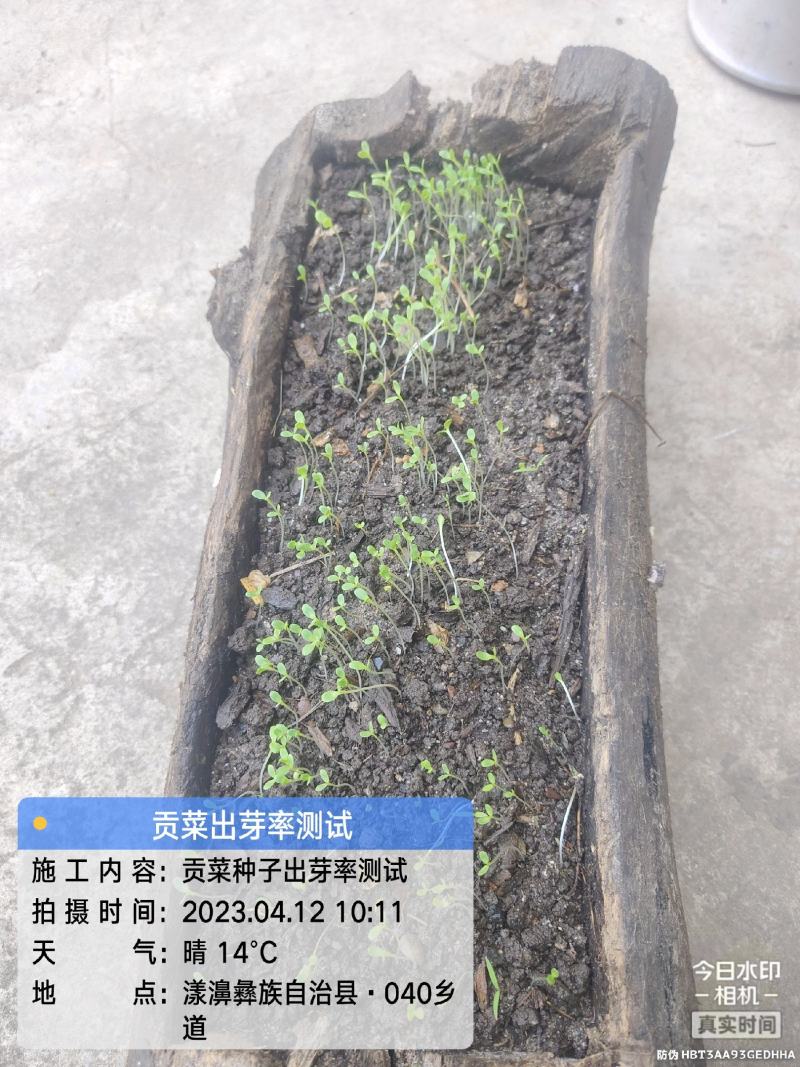 贡菜种子安徽省农科院种子绿皮绿心放心购买技术指导成品回收